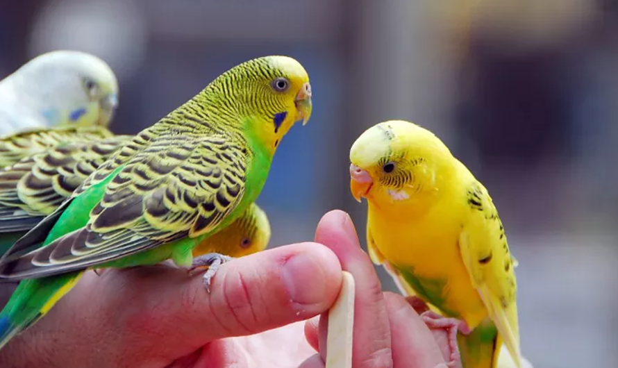 Budgerigar Bliss: A Playful, Colorful Parrot for Every Home