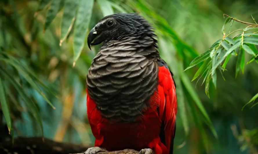 Dracula Parrot: Lifespan and Care of This Unique Bird