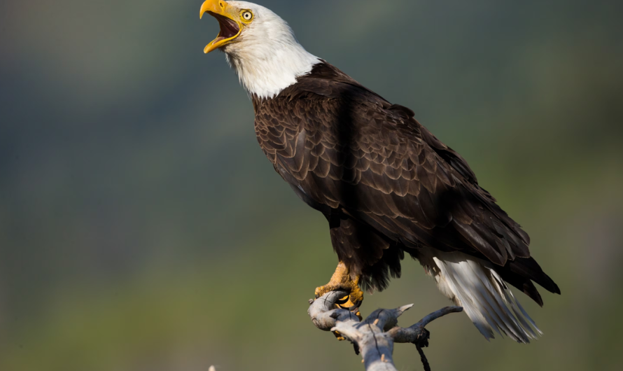 Eagle Lifespan: How Long Do These Majestic Birds Live?