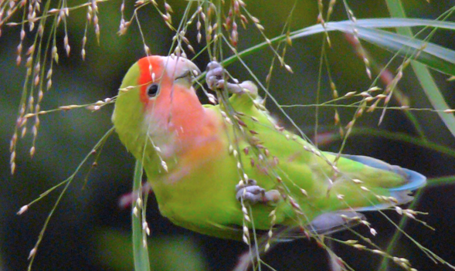 Group Breeding vs. Cage Breeding: What’s Best for Lovebirds?