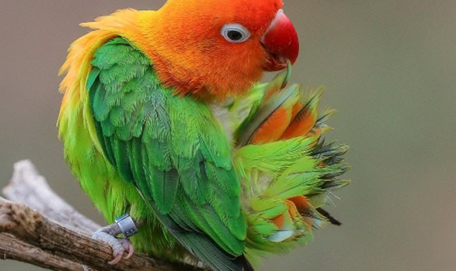 How to Calm a Noisy Fischer’s Lovebird: Reduce Unwanted Sounds