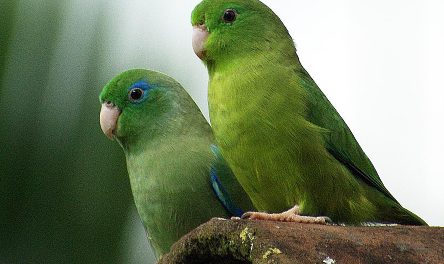 Mexican Parrotlet: A Small, Colorful, and Loving Companion