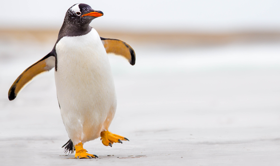 Why Penguins Can’t Fly: Evolution of Flightless Birds