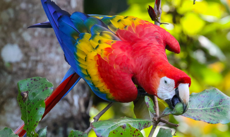 Scarlet Macaw: The Majestic Parrot with Vibrant Feathers