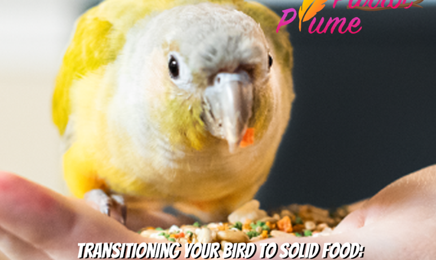 Stress-Free Tips for Transitioning Birds to Solid Food