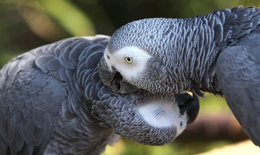 African Grey Parrot Lifespan: Tips for a Long, Healthy Life