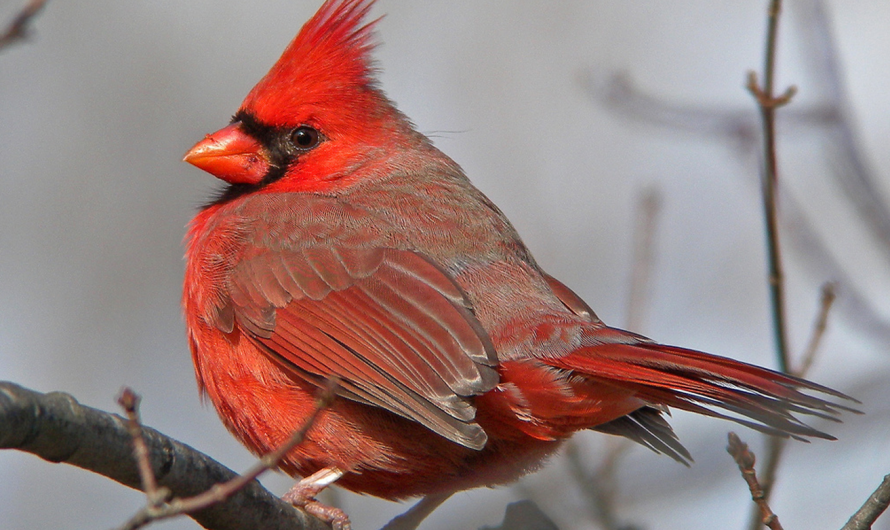 Angry Birds in Reality: Meet the Birds That Inspired the Game