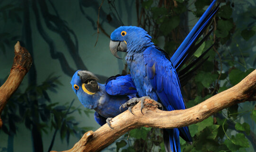 The Blue Parrot: Lifespan, Care Tips, and Popularity