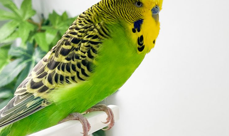 Can Budgies Suffer from Loneliness? How to Keep Them Happy