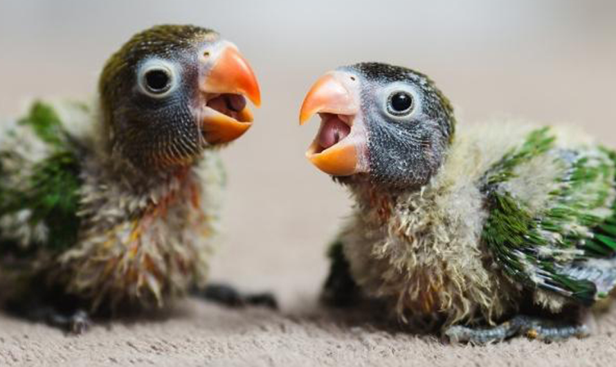 Common Mistakes to Avoid When Hand-Feeding Birds