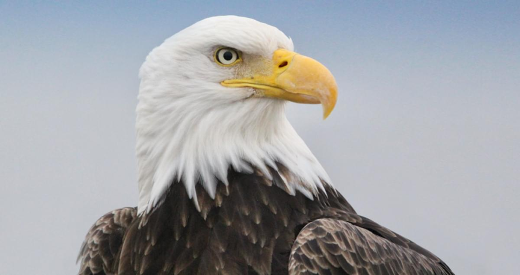 image-1-1024x542 Eagle Lifespan: How Long Do These Majestic Birds Live?