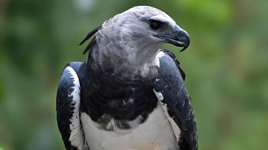 image-3 Eagle Lifespan: How Long Do These Majestic Birds Live?