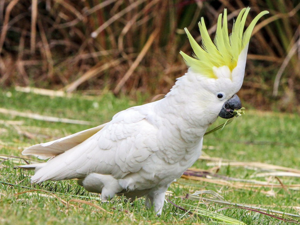 image-8-1024x768 Angry Birds in Reality: Meet the Birds That Inspired the Game