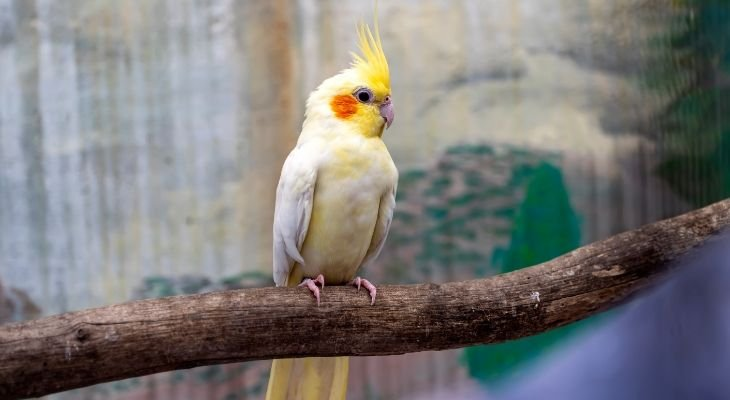 image Understanding the Lifespan of a Cockatiel Bird