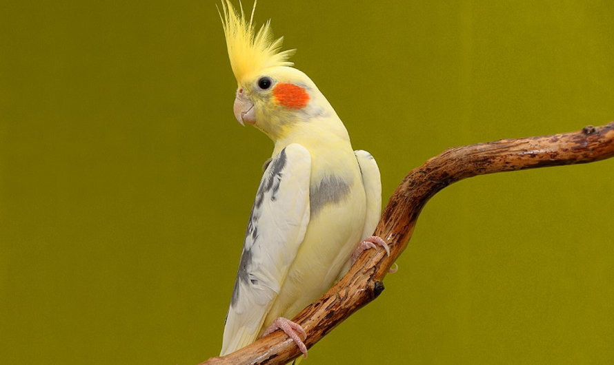 Understanding the Lifespan of a Cockatiel Bird