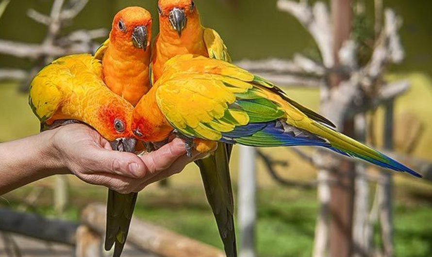 Parrot Lifespan: What You Need to Know Before Getting a Parrot