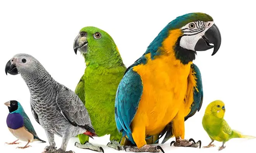 How Long Do Parrots Live? A Guide to Their Lifespan and Longevity