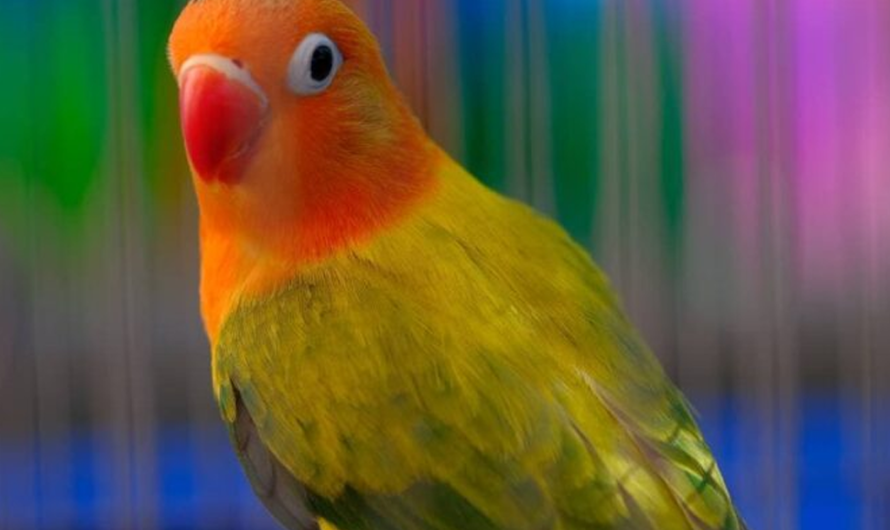 Fischer’s Lovebird Sounds: Communication in the Wild vs. In Captivity