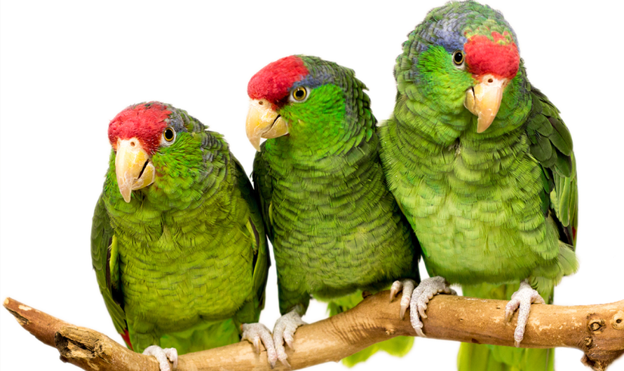 Guide to Mexican Red-headed Amazon: Care and Traits Explained