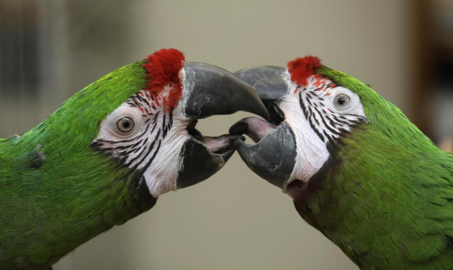 The Mexican Parrot’s Popularity Surge: Ownership Trends