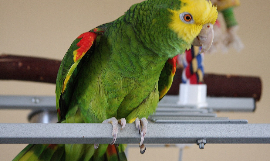 Yellow-headed Amazon: Mexico’s Bright and Talkative Parrot